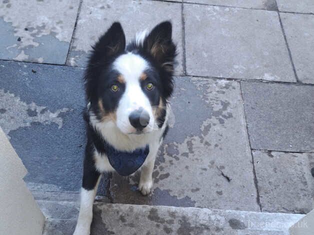 Beautiful male border collie for sale in Belfast, Belfast