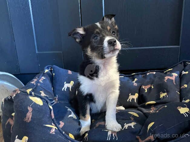 Beautiful male border collie pups for sale in Hexham, Northumberland