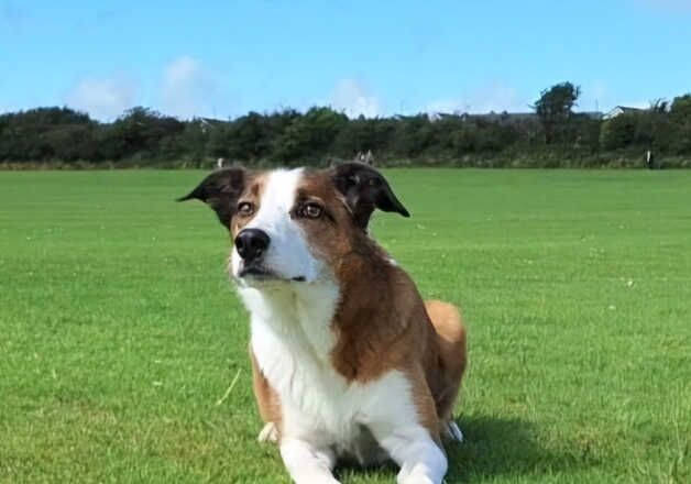 Beautiful male collie for sale in Fishguard/Abergwaun, Pembrokeshire