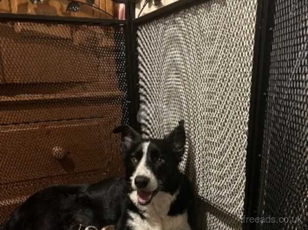 Beautiful merle border collie puppies! for sale in Grantham, Lincolnshire