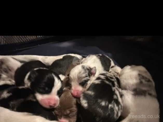 Beautiful merle border collie puppies! for sale in Grantham, Lincolnshire - Image 2