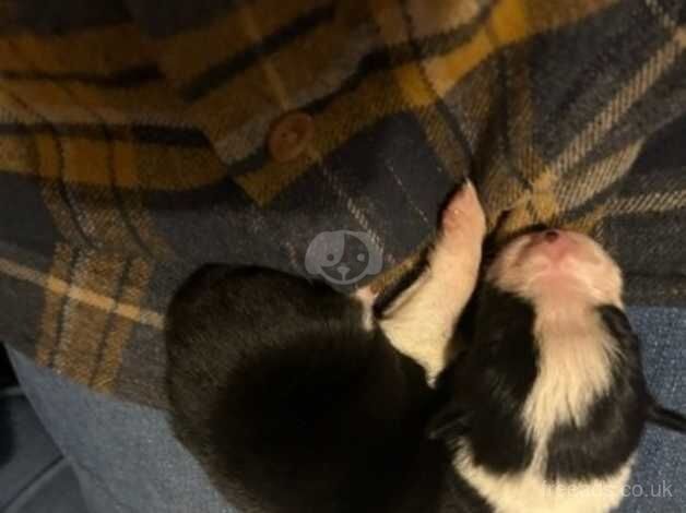 Beautiful merle border collie puppies! for sale in Grantham, Lincolnshire - Image 5