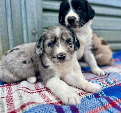Beautiful Merle Sprollie Puppies for sale in Knighton/Tref-y-Clawdd, Powys