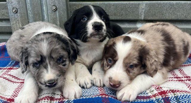 Beautiful Merle Sprollie Puppies for sale in Knighton/Tref-y-Clawdd, Powys - Image 2