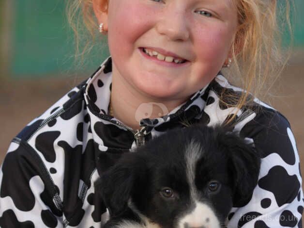 Beautiful Pet Border Collie Pups for sale in Hereford, Herefordshire