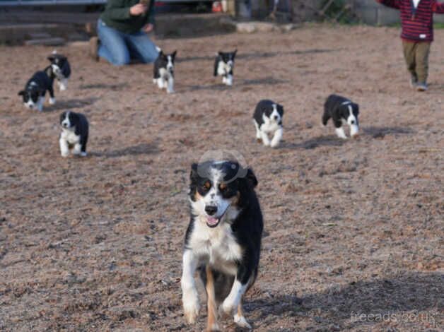 Beautiful Pet Border Collie Pups for sale in Hereford, Herefordshire - Image 2