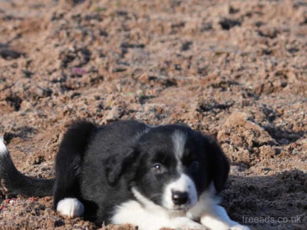 Beautiful Pet Border Collie Pups for sale in Hereford, Herefordshire - Image 3