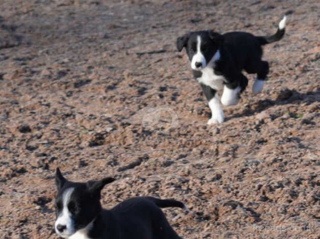 Beautiful Pet Border Collie Pups for sale in Hereford, Herefordshire - Image 4