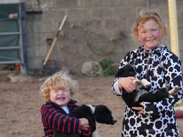 Beautiful Pet Border Collie Pups for sale in Hereford, Herefordshire - Image 5