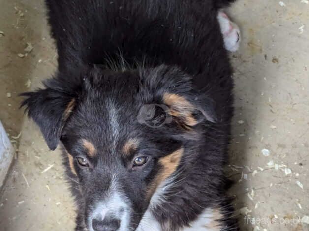 Beautiful puppies for sale in Pontefract, West Yorkshire - Image 3