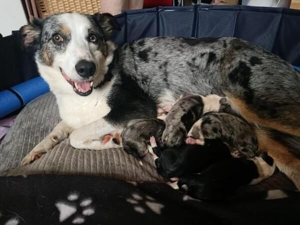 Beautiful Pure Bred Border Collie Puppies for sale in Barry Dock, The Vale of Glamorgan - Image 1