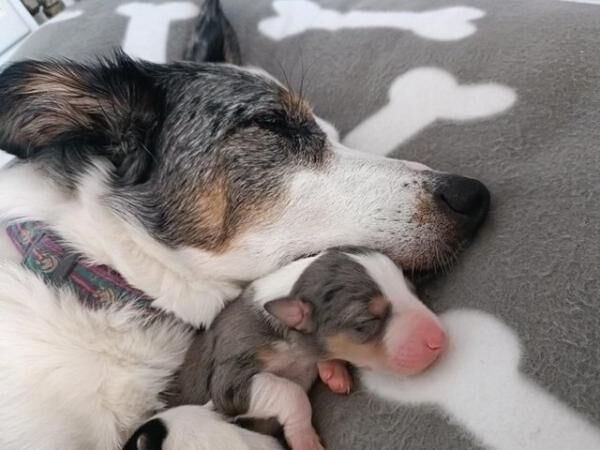 Beautiful Pure Bred Border Collie Puppies for sale in Barry Dock, The Vale of Glamorgan - Image 3