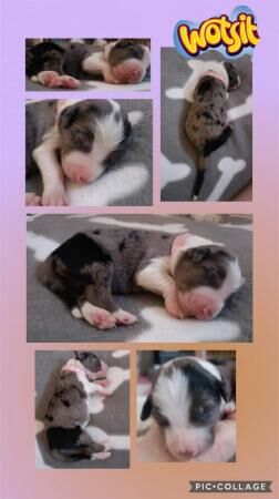 Beautiful Pure Bred Border Collie Puppies for sale in Barry Dock, The Vale of Glamorgan - Image 4