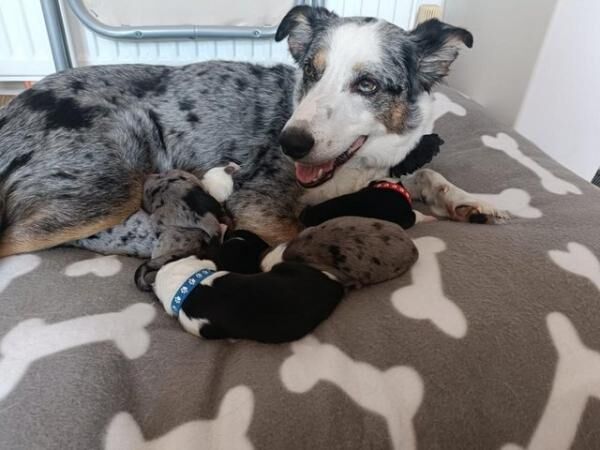 Beautiful Pure Bred Border Collie Puppies for sale in Barry Dock, The Vale of Glamorgan - Image 5