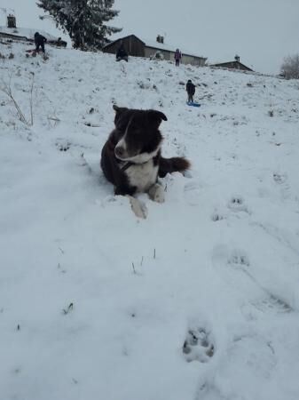 Beautiful red and white border collie for sale in Buxton, Derbyshire
