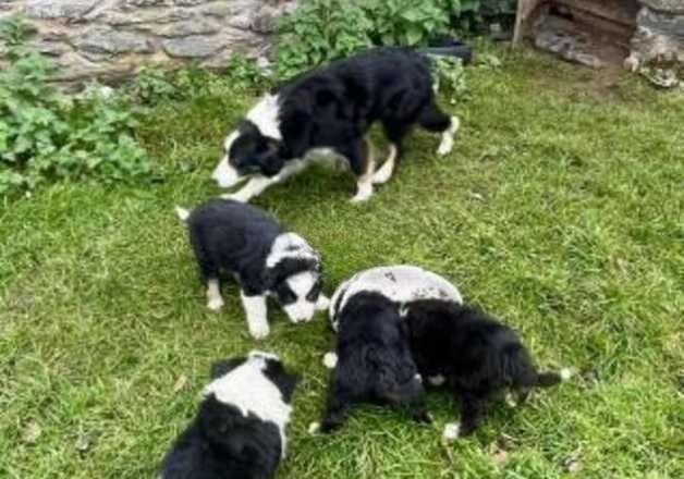 Beautiful Rough Coated Border Collie Puppies for sale in Aberdeen, Aberdeen City