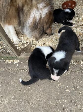 Beautiful rough collie cross border collies puppies for sale in Sudbury, Suffolk - Image 1