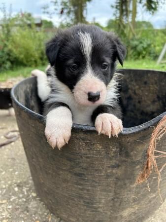 Beautiful rough collie cross border collies puppies for sale in Sudbury, Suffolk - Image 2