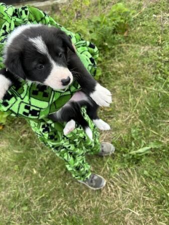 Beautiful rough collie cross border collies puppies for sale in Sudbury, Suffolk - Image 3