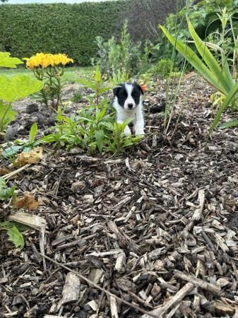 Beautiful rough collie cross border collies puppies for sale in Sudbury, Suffolk - Image 4