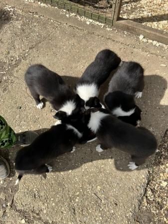 Beautiful rough collie cross border collies puppies for sale in Sudbury, Suffolk - Image 5