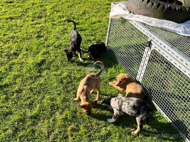 Beautiful Sheep dog pups for sale in Swansea