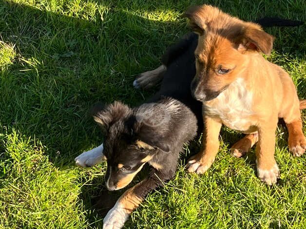 Beautiful Sheep dog pups for sale in Swansea - Image 2