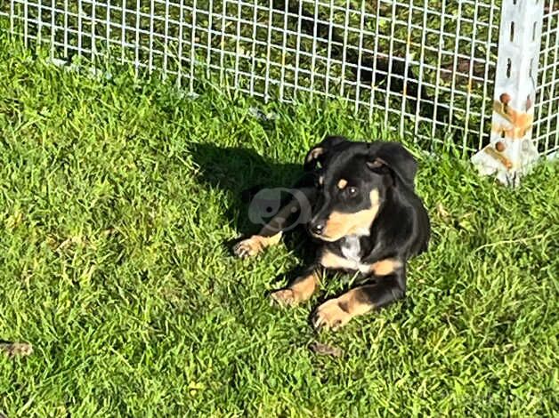 Beautiful Sheep dog pups for sale in Swansea - Image 3