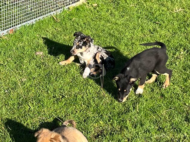 Beautiful Sheep dog pups for sale in Swansea - Image 4