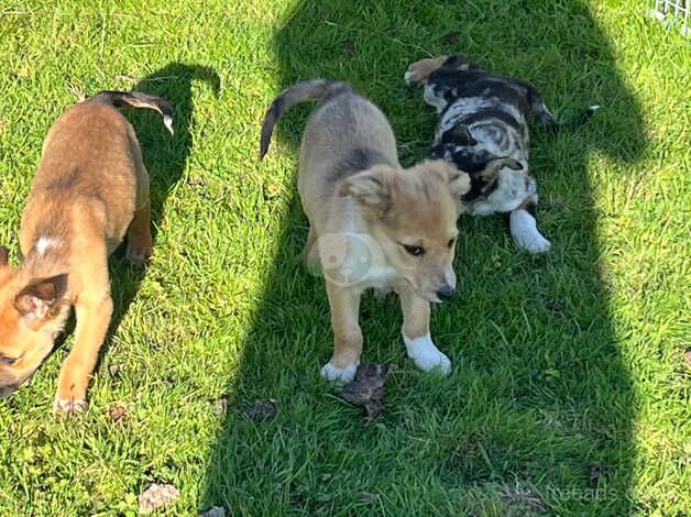 Beautiful Sheep dog pups for sale in Swansea - Image 5