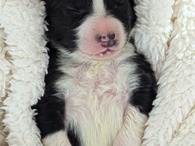 Beautiful Tri colour border collie puppies for sale in Sunderland, Tyne and Wear