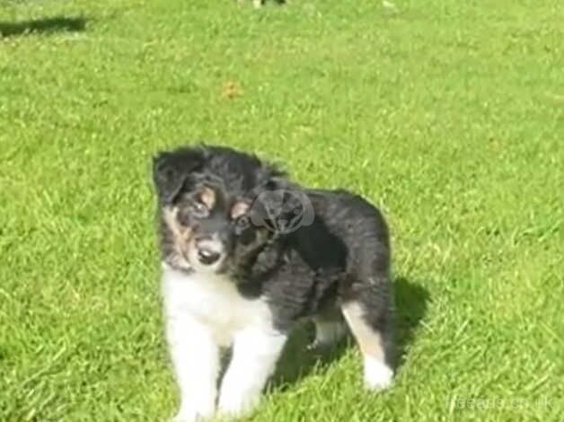 Beautiful Tri -Coloured Border Collie Puppies for sale in Wells, Somerset