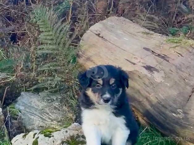 Beautiful Tri -Coloured Border Collie Puppies for sale in Wells, Somerset - Image 3