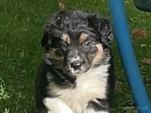 Beautiful Tri -Coloured Border Collie Puppies for sale in Wells, Somerset - Image 4