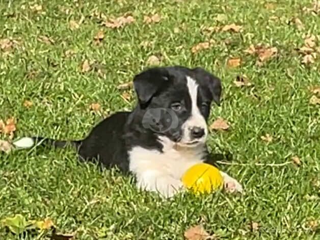 Beautiful Tri -Coloured Border Collie Puppies for sale in Wells, Somerset - Image 5