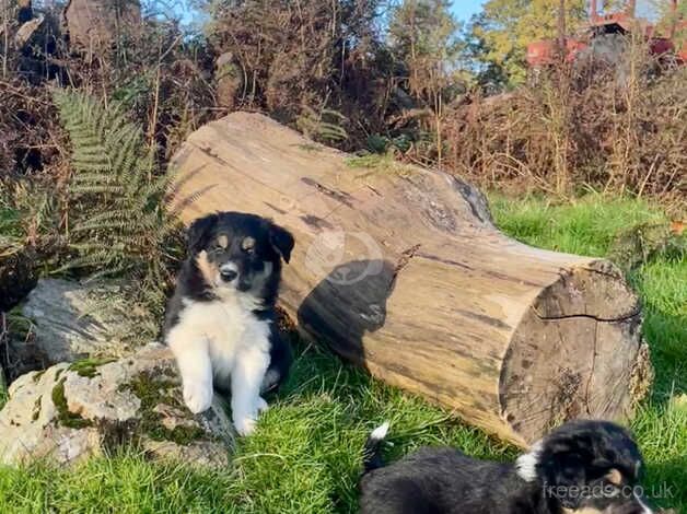 Beautiful Tri -Coloured Border Collie Puppies for sale in Wells, Somerset - Image 2