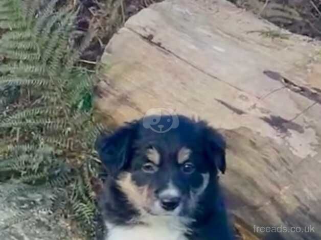 Beautiful Tri -Coloured Border Collie Puppies for sale in Wells, Somerset - Image 4