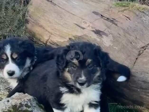 Beautiful Tri -Coloured Border Collie Puppies for sale in Wells, Somerset - Image 5