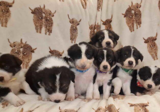 Beautiful Tri Coloured Pups for sale in New Quay/Ceinewydd, Ceredigion