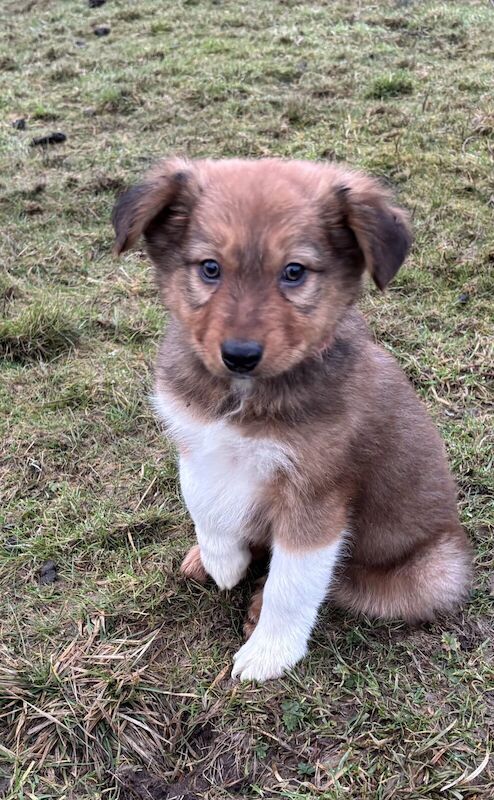 Border Collie Puppies For Sale