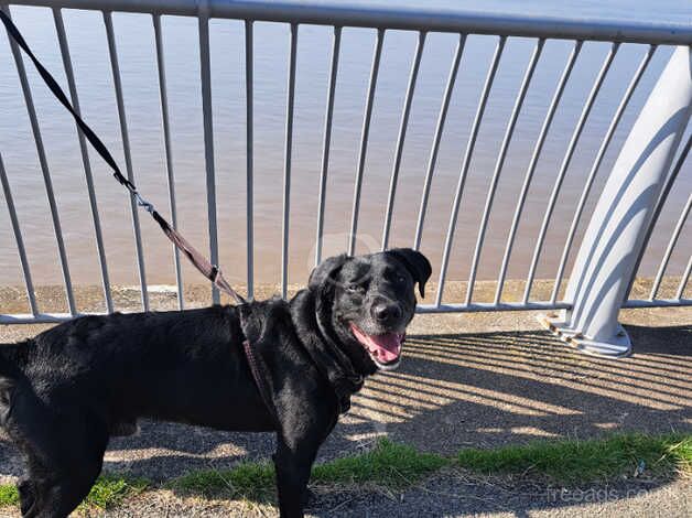 Benny for sale in Liverpool, Merseyside - Image 1