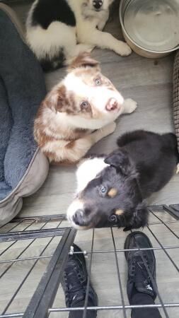 Black and white boy border collie for sale in Northampton, Northamptonshire