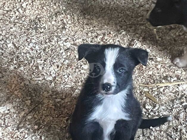 Black and white collie puppies for sale in Brecon/Aberhonddu, Powys