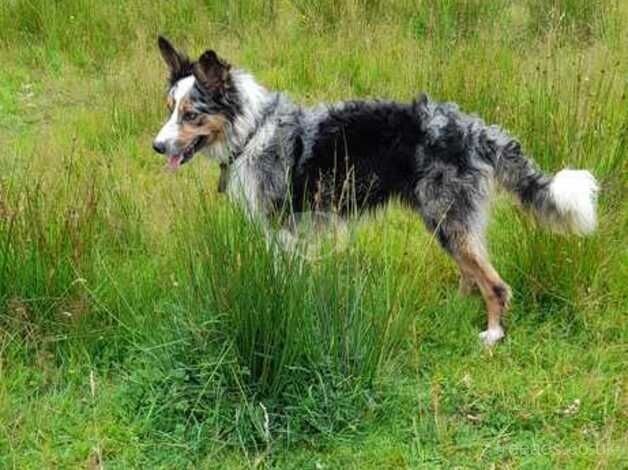 Blue and white tri merle dog. for sale in Mid Strome, Highland