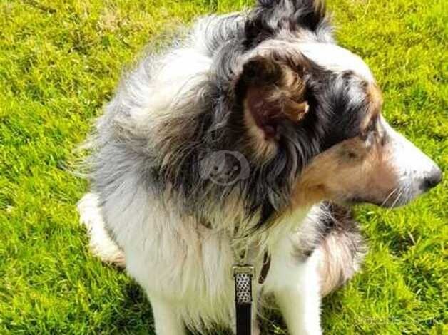 Blue and white tri merle dog. for sale in Mid Strome, Highland - Image 3