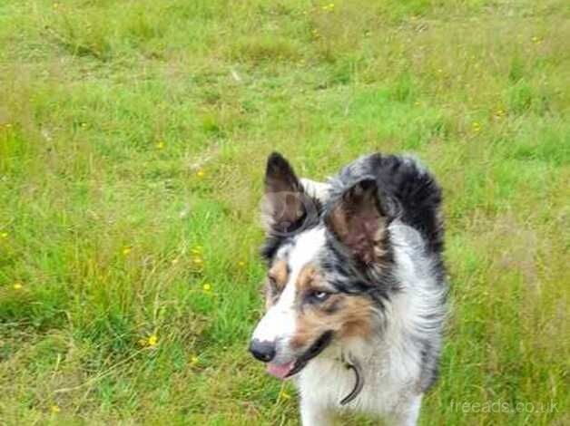 Blue and white tri merle dog. for sale in Mid Strome, Highland - Image 4