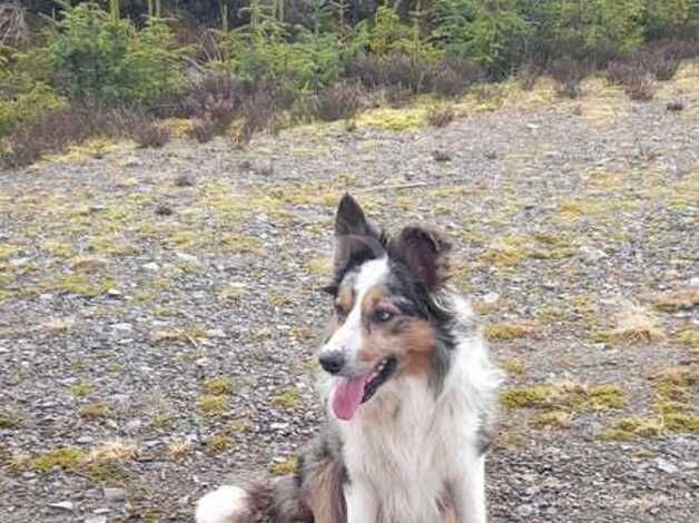 Blue and white tri merle dog. for sale in Mid Strome, Highland - Image 5