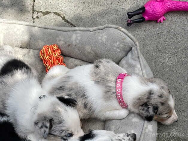 Blue Merle & Black/White collie pups for sale in Carmarthen/Caerfyrddin, Carmarthenshire