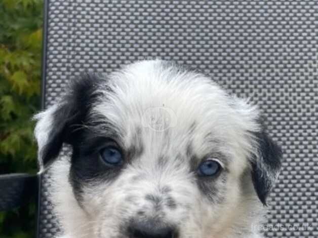 Blue Merle & Black/White collie pups for sale in Carmarthen/Caerfyrddin, Carmarthenshire - Image 2