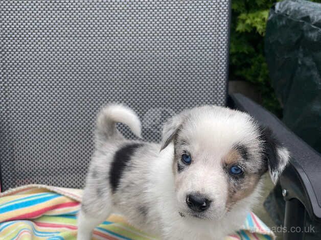 Blue Merle & Black/White collie pups for sale in Carmarthen/Caerfyrddin, Carmarthenshire - Image 3